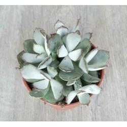 Adromischus chocoline. Grijs-groene bladeren met bruine rand