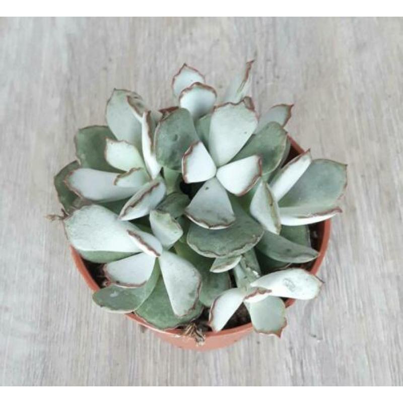 Adromischus chocoline. Grijs-groene bladeren met bruine rand