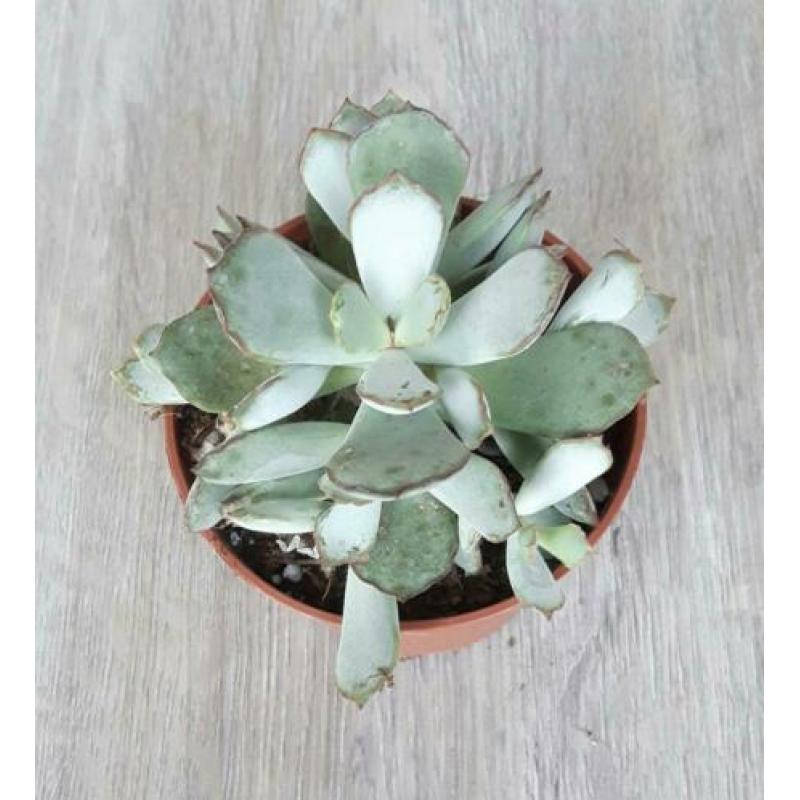 Adromischus chocoline. Grijs-groene bladeren met bruine rand