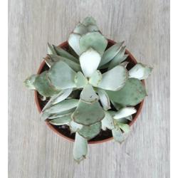 Adromischus chocoline. Grijs-groene bladeren met bruine rand