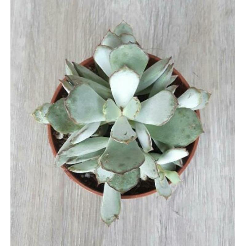 Adromischus chocoline. Grijs-groene bladeren met bruine rand