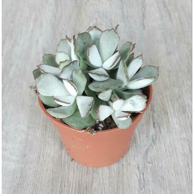 Adromischus chocoline. Grijs-groene bladeren met bruine rand