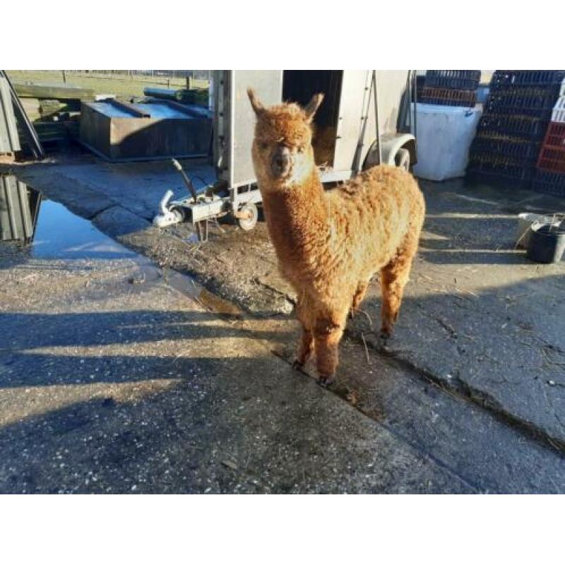 Te koop super klein alpaca hengstveulentje