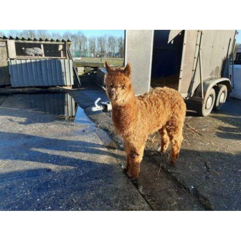 Te koop super klein alpaca hengstveulentje