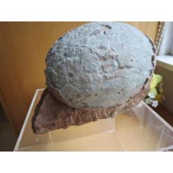 dinosaurus egg