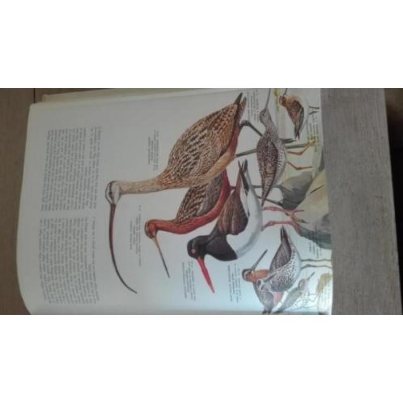 Birds of the world van Austin en Singer platenboek uit 1965