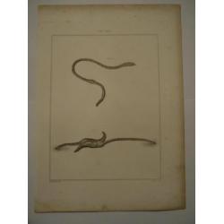 12 grote kopergravures Hunterian, 1823 skelet vlieg