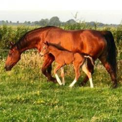 Groninger drachtige modelmerrie met veulen