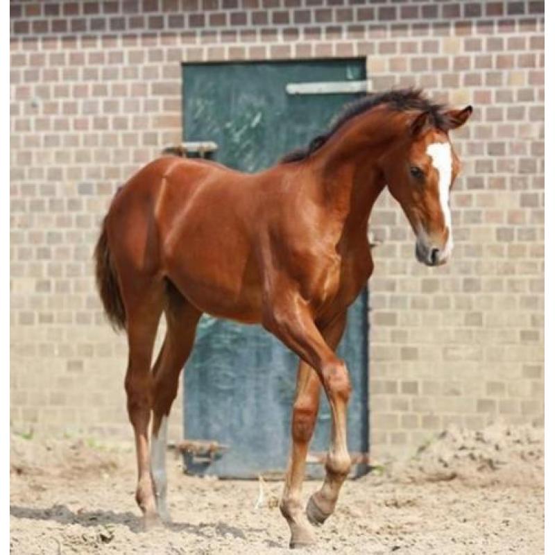 Merrie, Tangelo vd Zuuthoeve x Quasimodo vd Molendreef