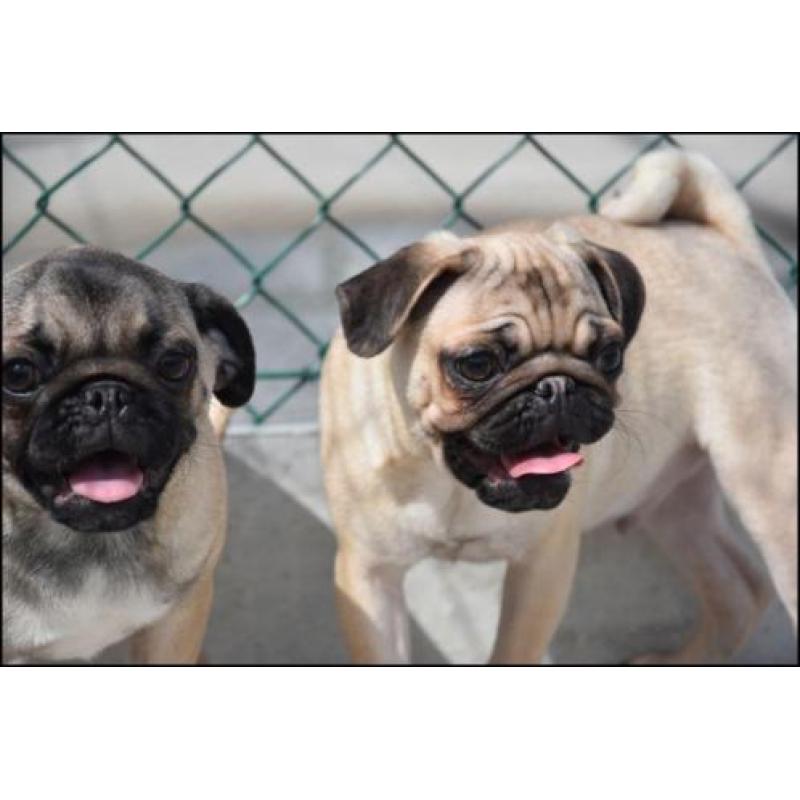 Mops pups