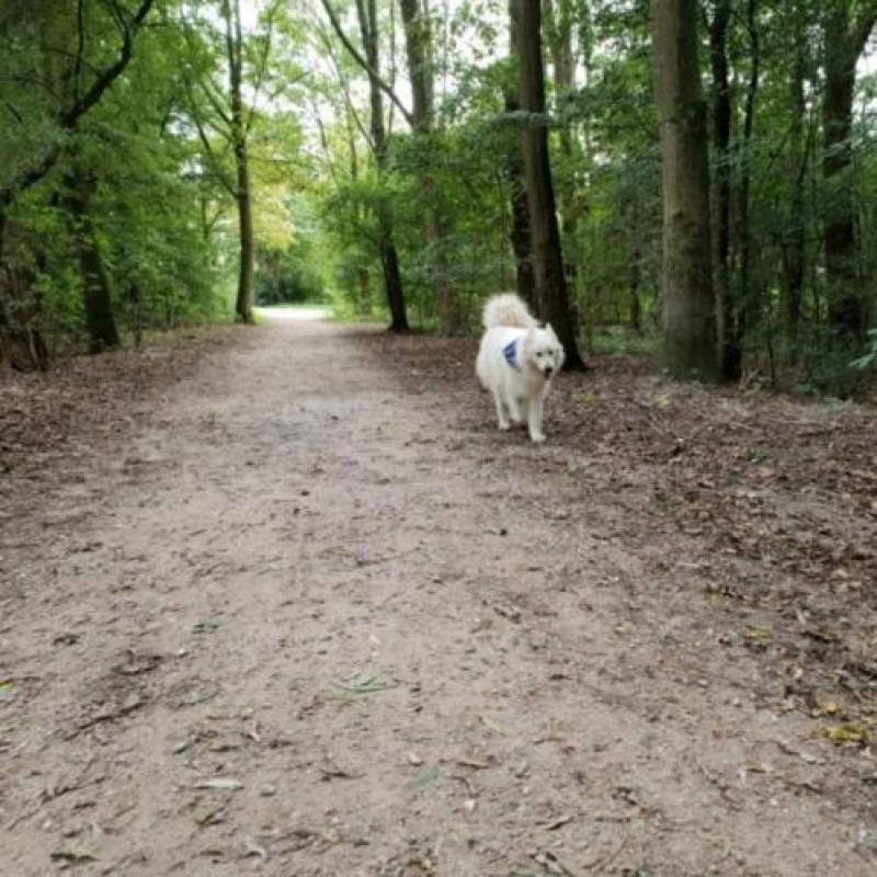 Baster kan echt uw eigen wereldhond worden!