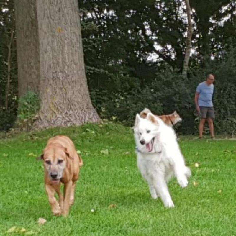 Baster kan echt uw eigen wereldhond worden!