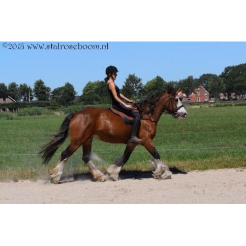 Clysesdales en shires .. Clysesdale Shire