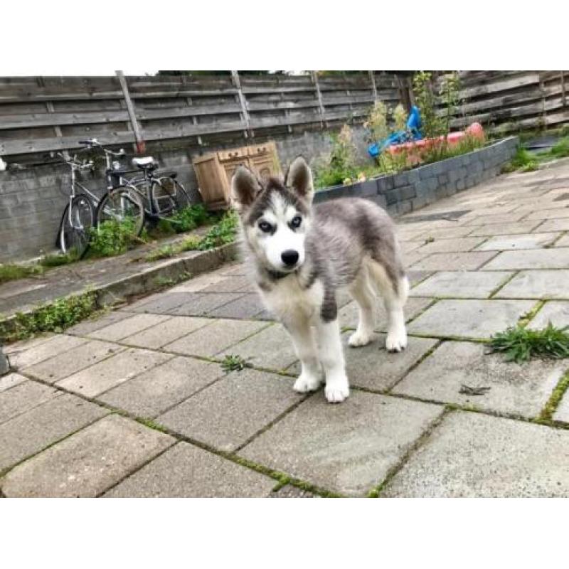 Siberische Husky pup