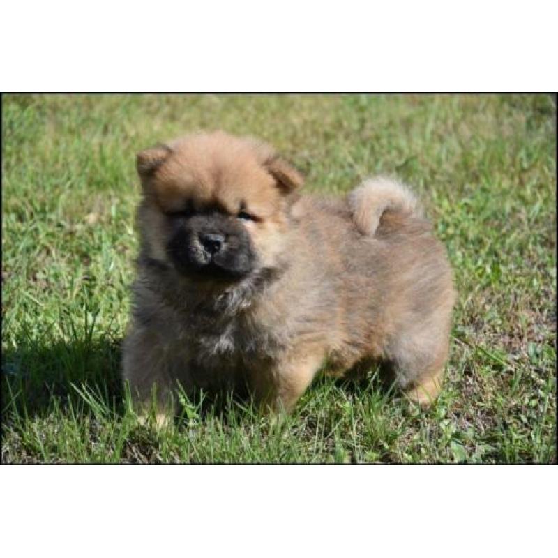 Chow chow pups