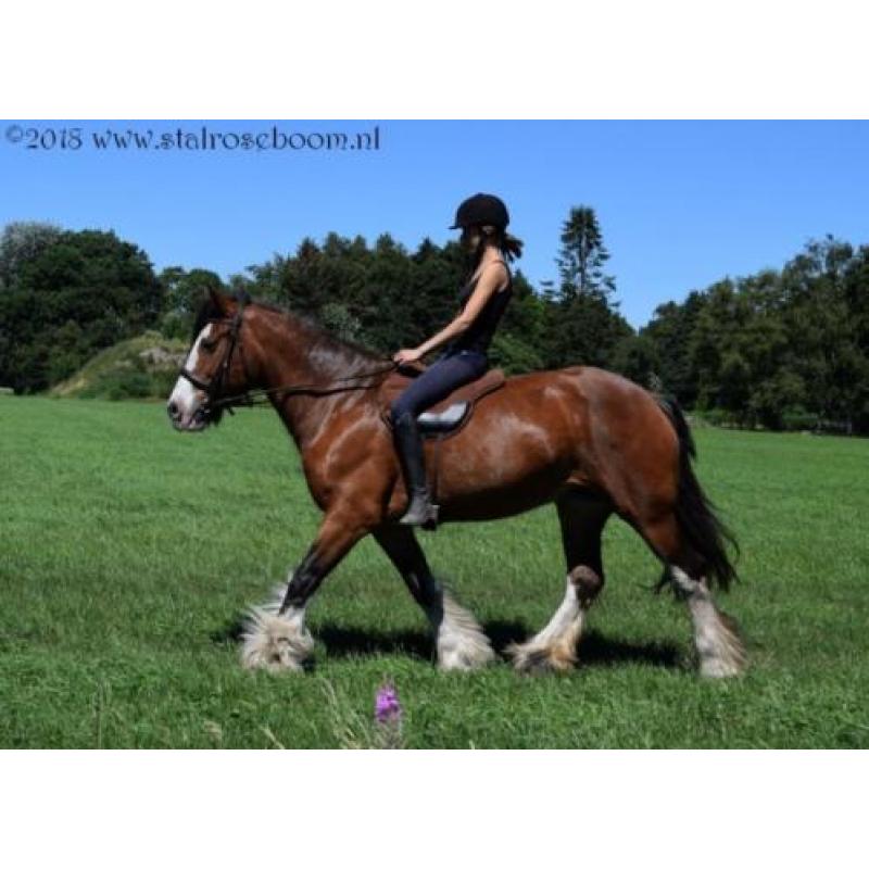 Clysesdales en shires .. Clysesdale Shire