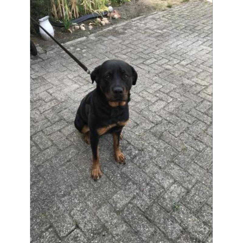 Rottweiler