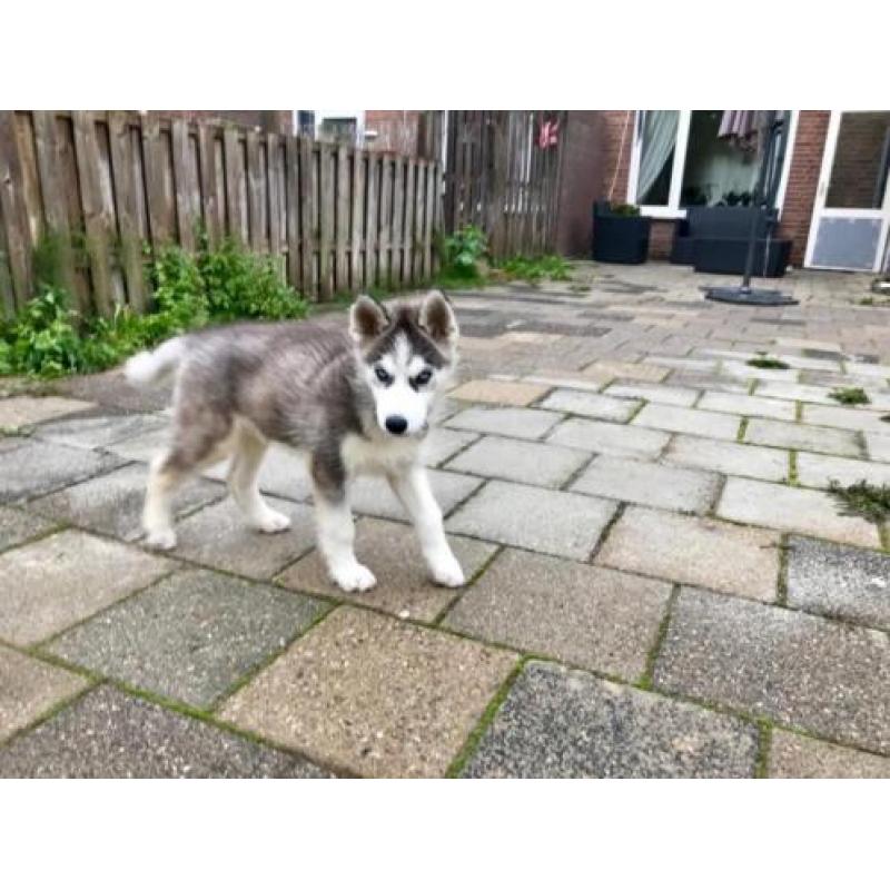 Siberische Husky pup