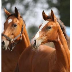 Merrie, Tangelo vd Zuuthoeve x Quasimodo vd Molendreef