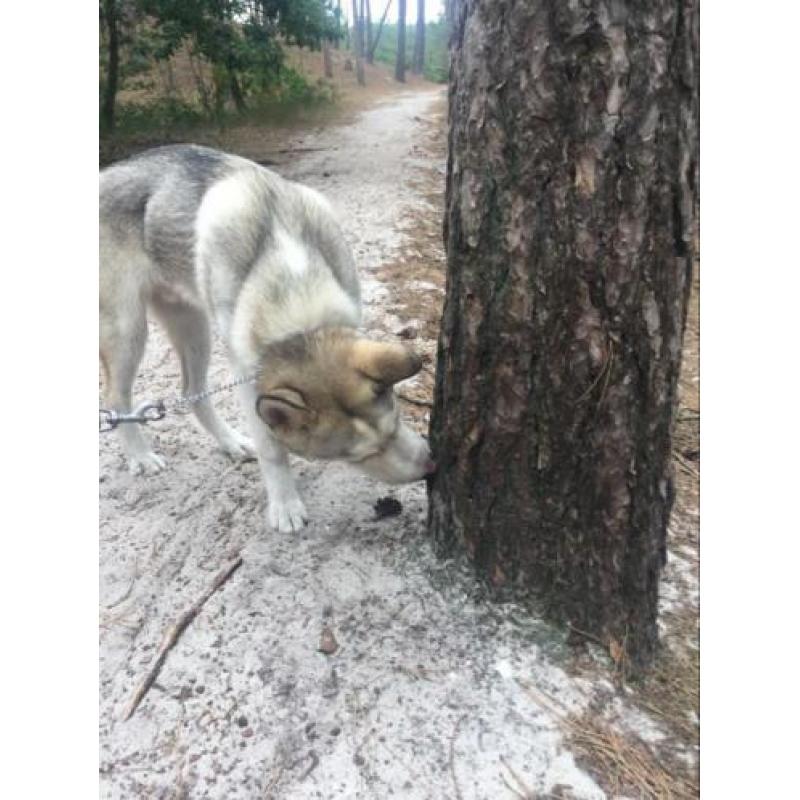 Siberische husky volbloed,spoed nieuw huisje gezocht