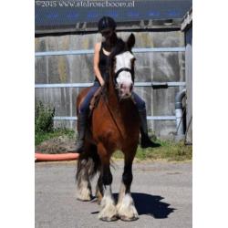 Clysesdales en shires .. Clysesdale Shire