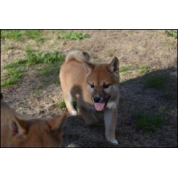 Shiba inu pups