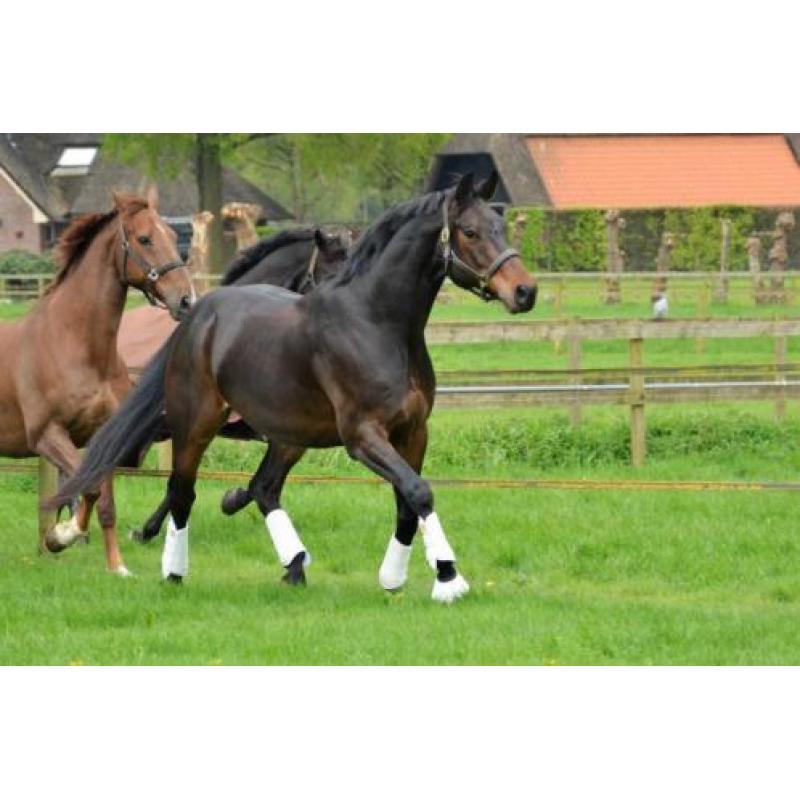 Mooi dressuur paard, Fürstenball x Wolkentanz, ruin, 1.70m