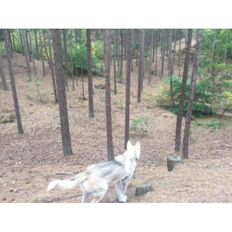 Siberische husky volbloed,spoed nieuw huisje gezocht