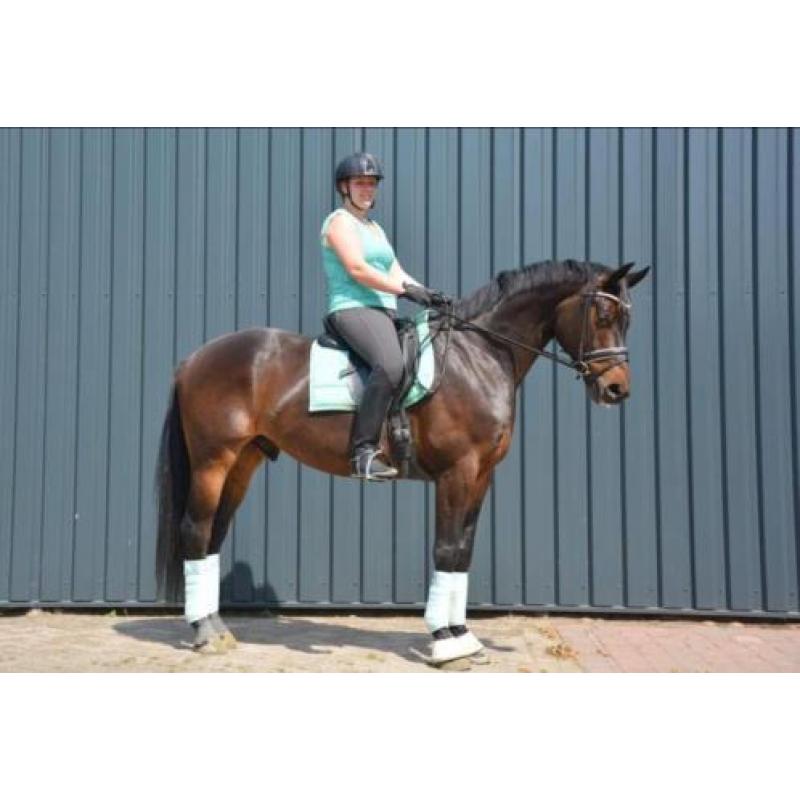 Mooi dressuur paard, Fürstenball x Wolkentanz, ruin, 1.70m