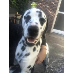 Dalmatier reu (16-08-2016)