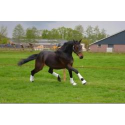 Mooi dressuur paard, Fürstenball x Wolkentanz, ruin, 1.70m