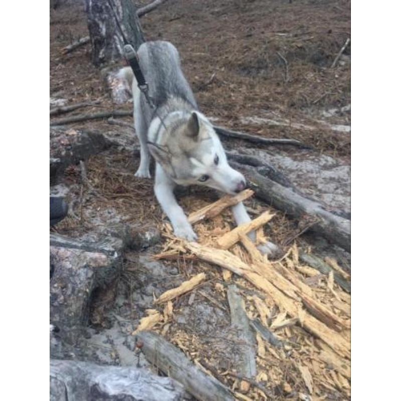 Siberische husky volbloed,spoed nieuw huisje gezocht