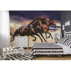 Paarden fotobehang VLIES XL - In galop Paarden behang